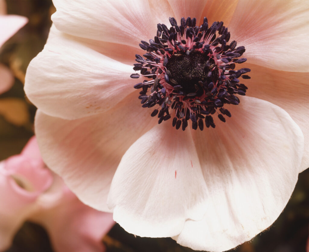 10 Best Flowers to Plant in Fall