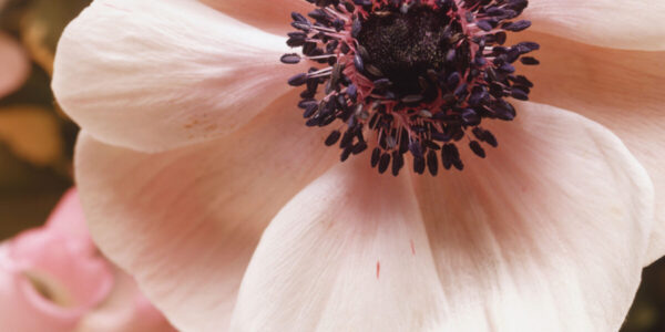 10 Best Flowers to Plant in Fall
