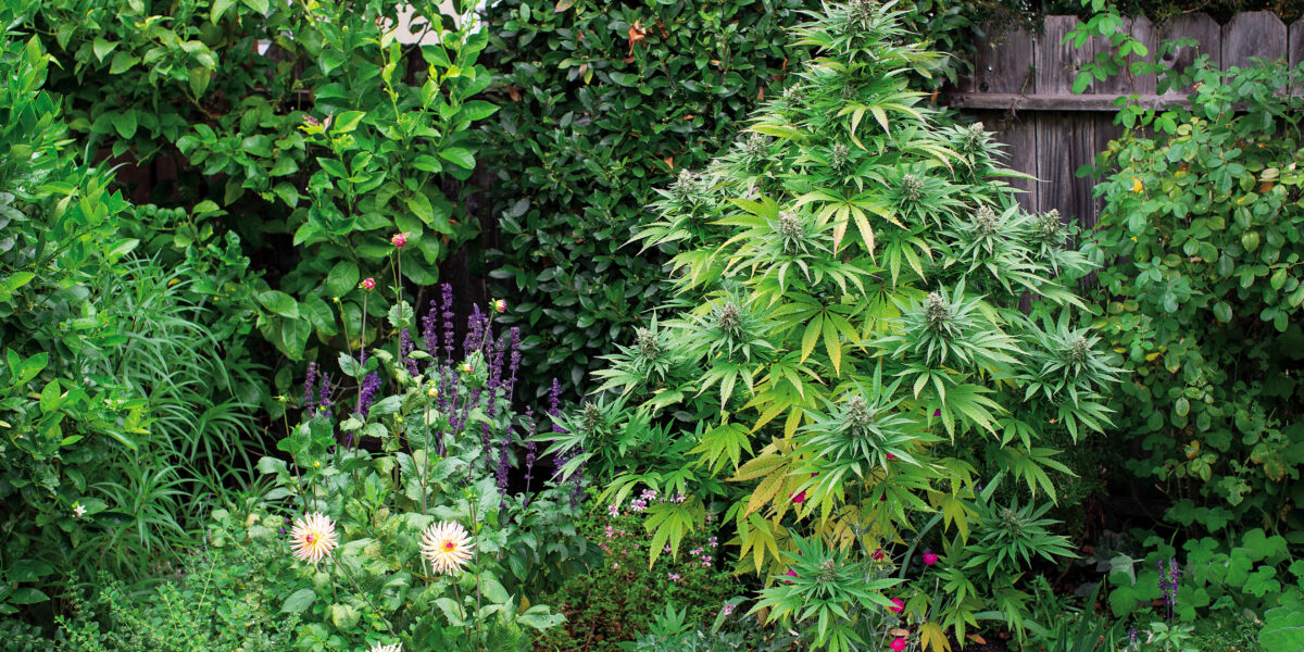 Weed Lead