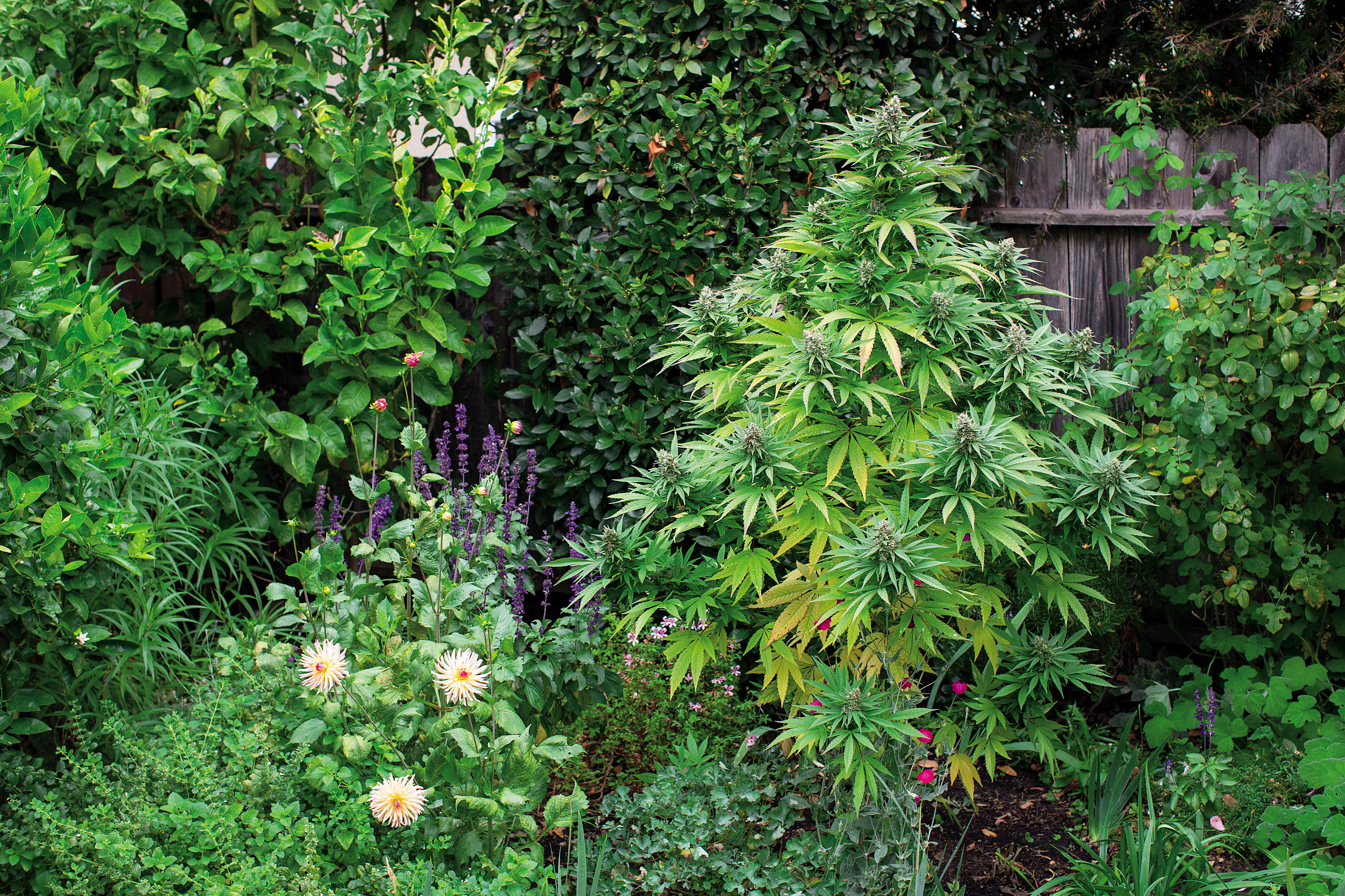 Weed Lead